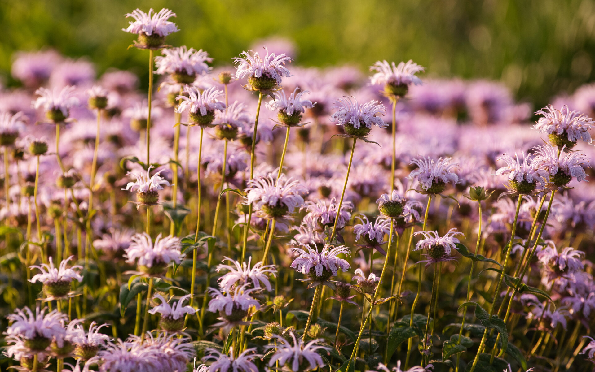Monarda bradburiana